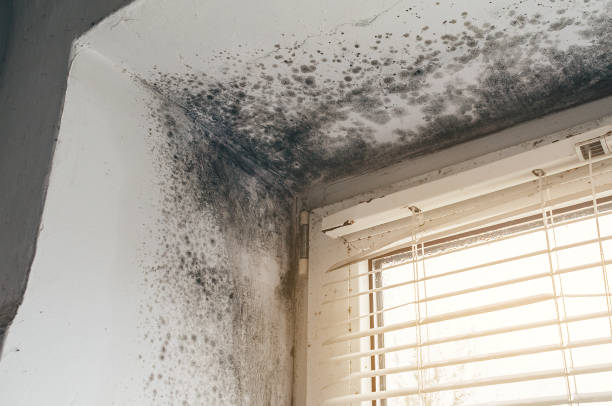 Affordable Crawl Space Mold Removal solutions in New Hill, NC